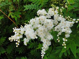 珍珠梅[珍珠梅]