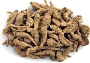 太原無髓根 太原無髓根