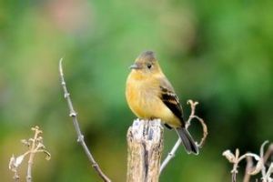 赭色綠霸鶲 赭色綠霸鶲