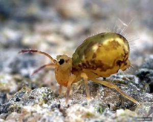 黃星圓跳蟲 黃星圓跳蟲