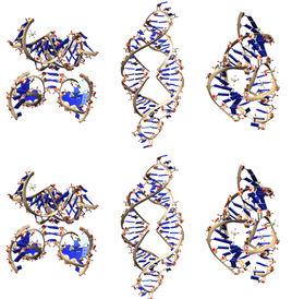 核糖核酸催化劑