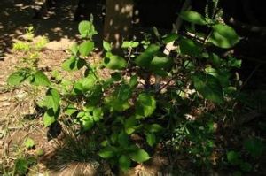 紅褐粗毛牛膝 紅褐粗毛牛膝