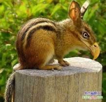 基因突變 基因突變