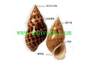 澳大利亞雉螺 澳大利亞雉螺