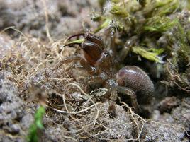 溝紋硬皮地蛛 溝紋硬皮地蛛