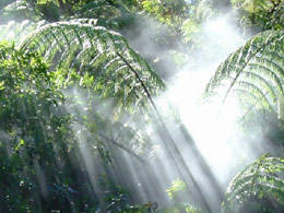 竹林風拼圖 竹林風拼圖