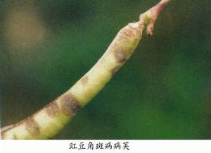 豇豆角斑病 豇豆角斑病