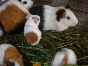 貴州生態農業有限公司 貴州生態農業有限公司