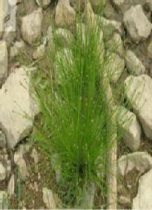 牛毛氈[中藥材]