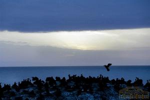 鳥島自然保護區