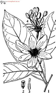 斜脈暗羅 斜脈暗羅