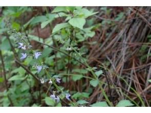 囊花香茶菜 囊花香茶菜