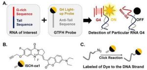 雜交探針 雜交探針