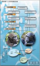 人類與黑猩猩比較