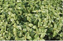 花葉冷水花的植株