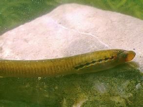 陡鰭七鰓鰻 陡鰭七鰓鰻