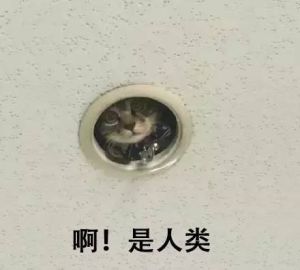 貓貓監控 貓貓監控