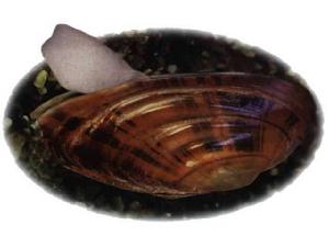 金針瓜絡蚌肉湯