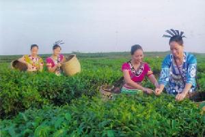 （圖）白沙農場