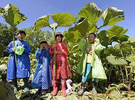 款冬[日本款冬]