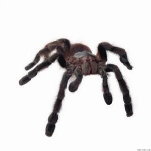 紅斑寇蛛 紅斑寇蛛