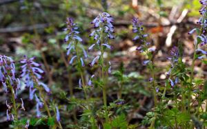 三裂瓣紫堇 三裂瓣紫堇