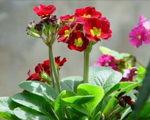 暗紫脆蒴報春 暗紫脆蒴報春