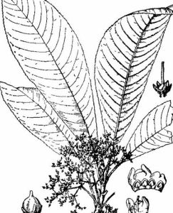 線柱苣苔 線柱苣苔