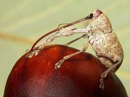 板慄慄實象 板慄慄實象