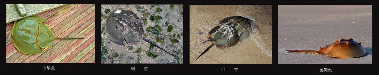 鱟科（Limulidae）