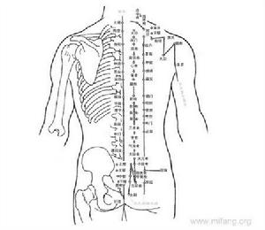 人體綜合脊柱圖