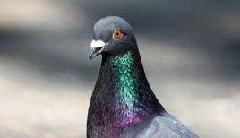 日本軍用鴿 日本軍用鴿