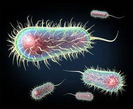 大腸埃希桿菌肺