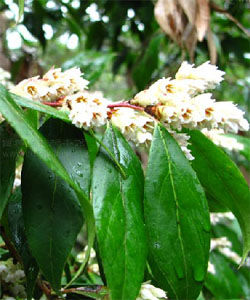 長尾烏飯 長尾烏飯