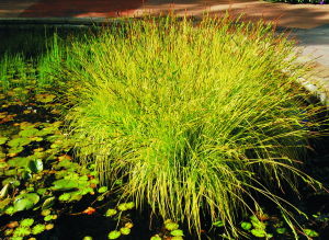 溪生苔草 溪生苔草