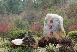 白水帶桃花園 白水帶桃花園