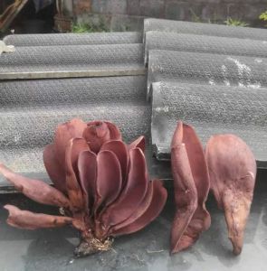 大叢耳菌 大叢耳菌