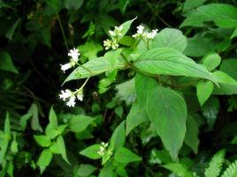 臭味新耳草 臭味新耳草