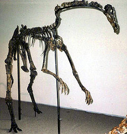 似鳥龍形類（Ornithomimiformes）是個獸腳亞目演化支，包含阿瓦拉慈龍科與似鳥龍下目。古生物學家保羅·塞里諾（Paul Sereno）在2005年建立似鳥龍形類的概念，並將它們定義為：親緣關係接近埃德蒙頓似鳥龍，而離家麻雀較遠的所有物種。因為塞里諾將似鳥龍下目重新定義為較狹隘的範圍，所以必須建立起一個演化支，來包含阿瓦拉慈龍科與似鳥龍下目兩個姐妹演化支；而阿瓦拉慈龍科過去曾被分類於似鳥龍下目之內。似鳥龍形類可能是手盜龍類的姐妹演化支，兩者都屬於手盜龍形類。似鳥龍形類化石時期： 白堊紀 似雞龍的骨架 - 哥本哈根科學中心 科學分類 界： 動物界 Animalia 門： 脊索動物門 Chordata 綱： 蜥形綱 Sauropsida 總目： 恐龍總目 Dinosauria 目： 蜥臀目 Saurischia 亞目： 獸腳亞目 Theropoda (未分級) 似鳥龍形類 OrnithomimiformesSereno, 2005  次演化支 阿瓦拉慈龍科 Alvarezsauridae 似鳥龍下目 Ornithomimosauria