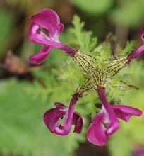 擬鼻花馬先蒿 擬鼻花馬先蒿