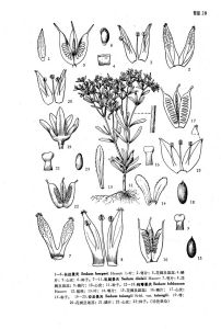 鈍萼景天 鈍萼景天