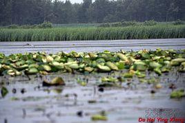 那木斯萊 那木斯萊