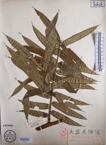 闊葉觀音座蓮 闊葉觀音座蓮