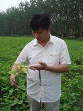 張磊[安徽農業科學院作物研究所所長]