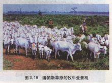 潘帕斯草原的牧牛業景觀