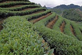 嶗山綠茶 嶗山綠茶