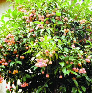 微香冬青 微香冬青