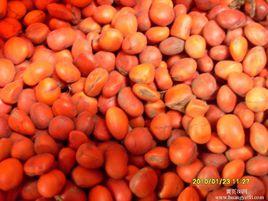 柔毛紅豆 柔毛紅豆