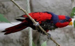 藍額吸蜜鸚鵡 藍額吸蜜鸚鵡