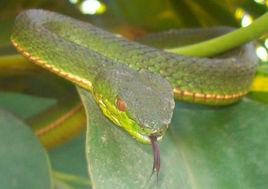 福建竹葉青蛇 福建竹葉青蛇